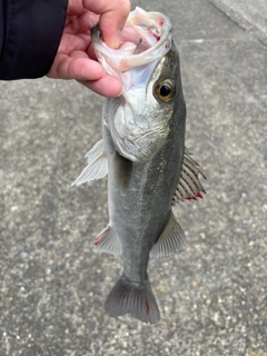 フッコ（マルスズキ）の釣果