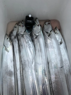 タチウオの釣果