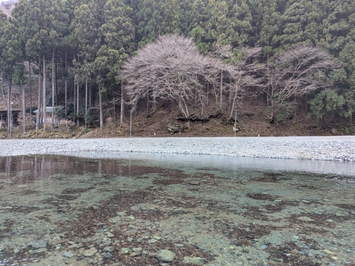 ロックトラウトの釣果