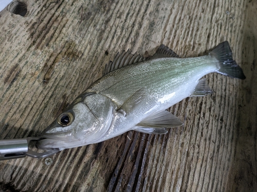 セイゴ（ヒラスズキ）の釣果