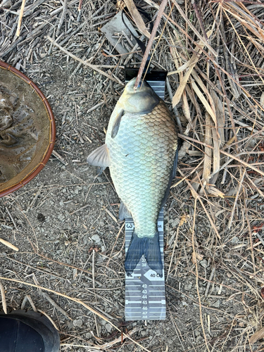 ヘラブナの釣果