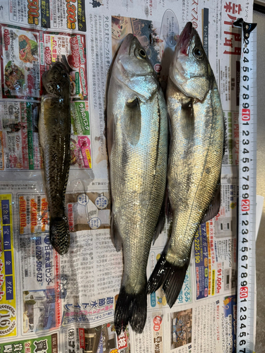 セイゴ（マルスズキ）の釣果