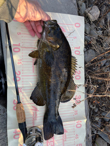 スモールマウスバスの釣果