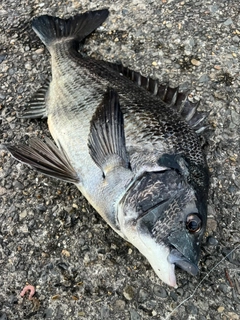 クロダイの釣果