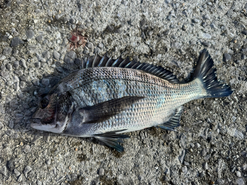 チヌの釣果