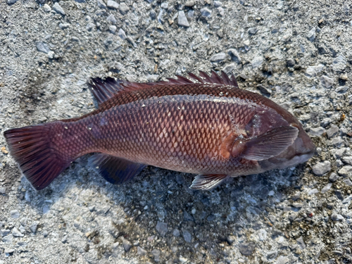 コブダイの釣果