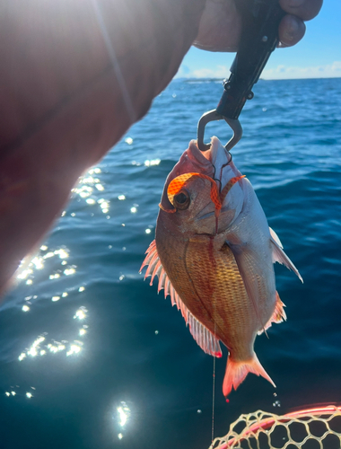 タイの釣果