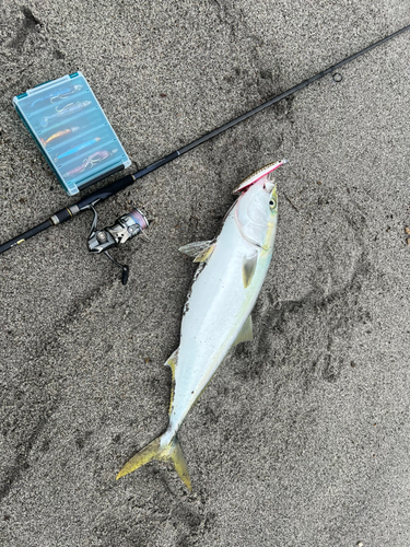 ブリの釣果