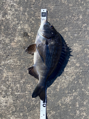 クロダイの釣果