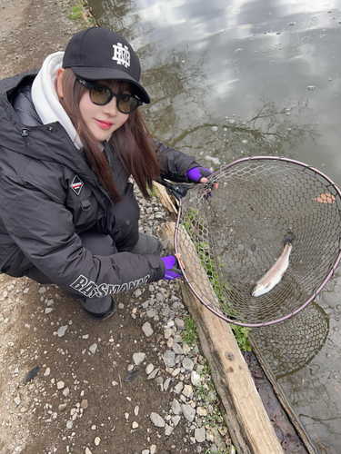 ニジマスの釣果