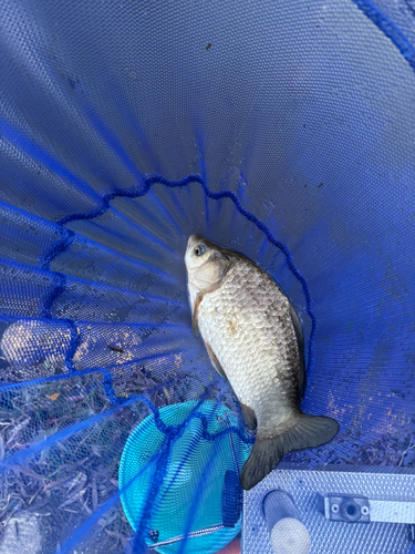 マブナの釣果