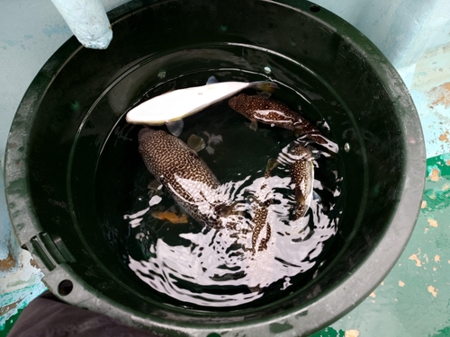 ショウサイフグの釣果