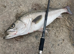 セイゴ（マルスズキ）の釣果