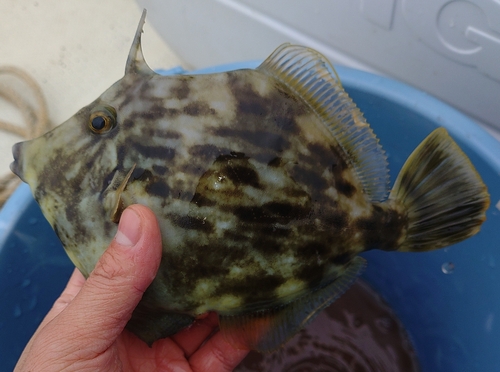 カワハギの釣果