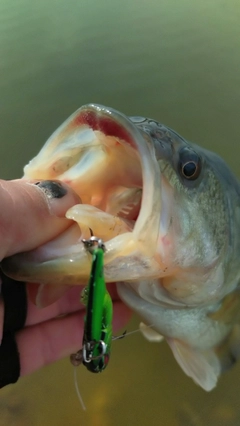 ラージマウスバスの釣果