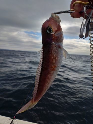 アカアマダイの釣果