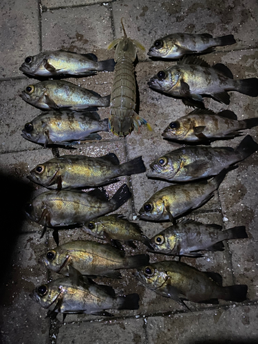 メバルの釣果