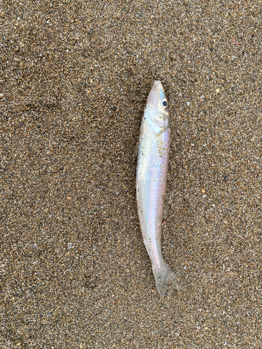 キスの釣果