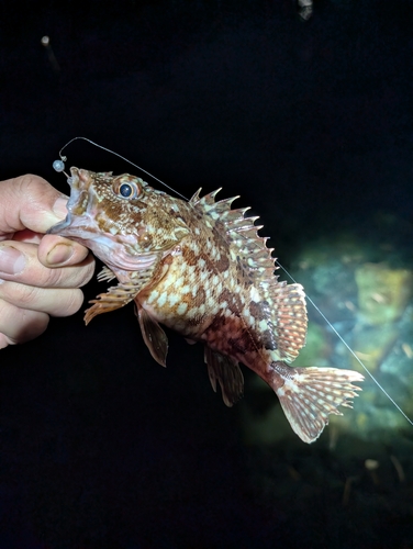 カサゴの釣果