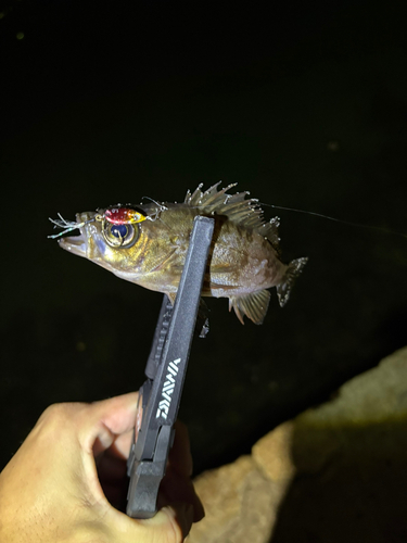 メバルの釣果