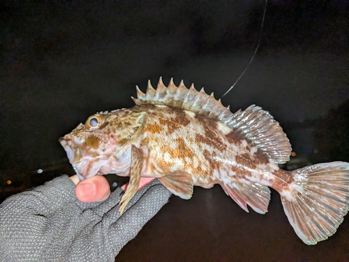 カサゴの釣果