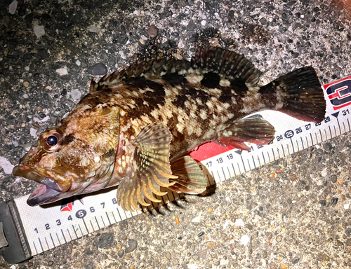 カサゴの釣果