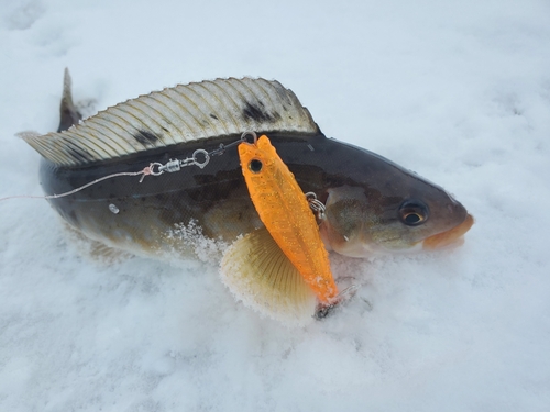 ホッケの釣果