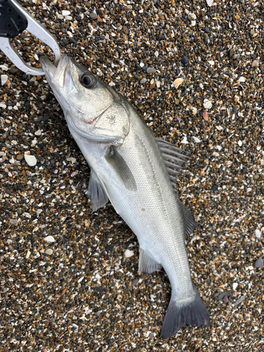 セイゴ（マルスズキ）の釣果