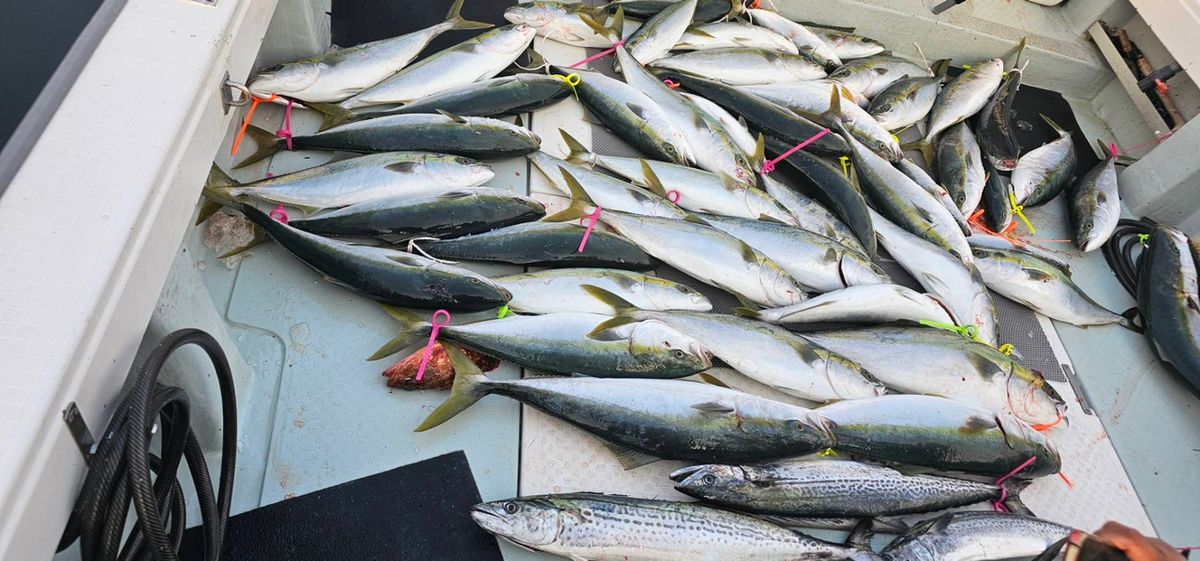 広島の釣りおじ🤩しゅんにぃ🤩さんの釣果 2枚目の画像