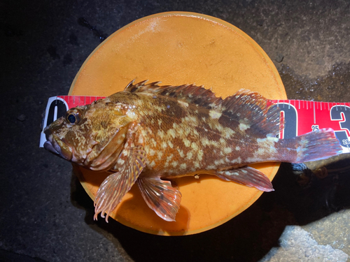 カサゴの釣果