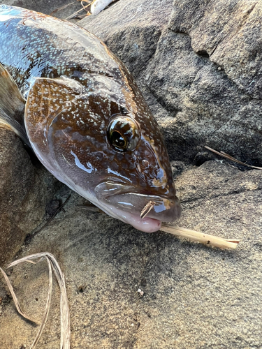 アイナメの釣果