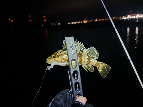 タケノコメバルの釣果