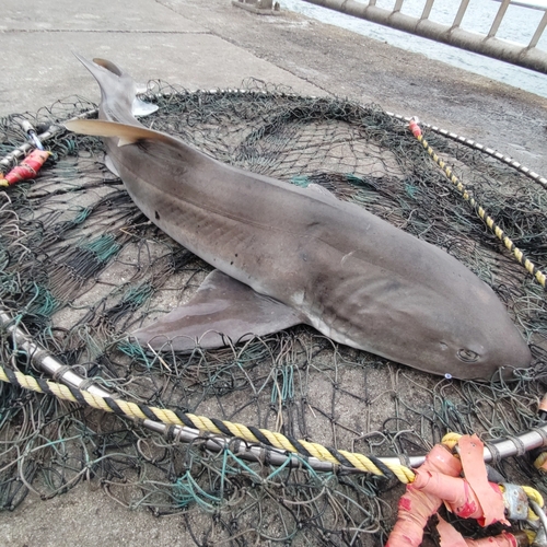 ドチザメの釣果