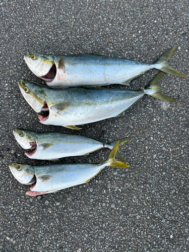 メジロの釣果