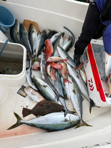 ブリの釣果