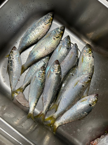 コノシロの釣果