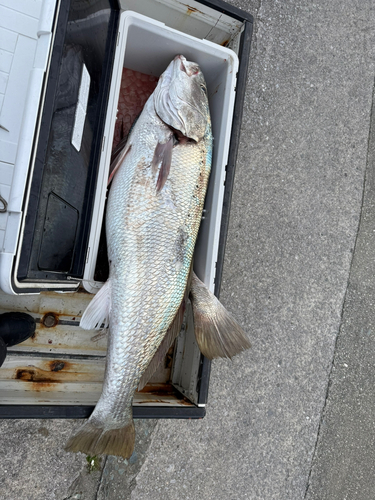 オオニベの釣果