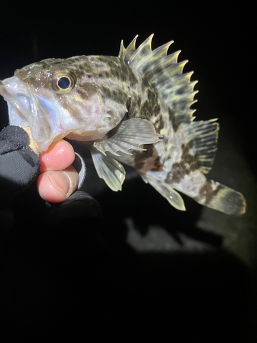 タケノコメバルの釣果