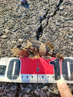 タケノコメバルの釣果