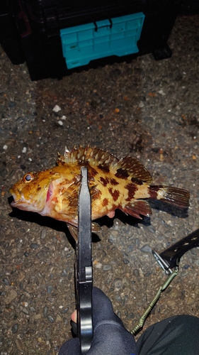 カサゴの釣果