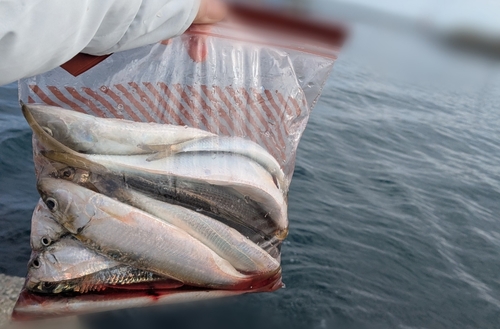 コノシロの釣果