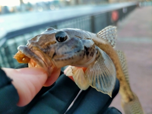 豊洲ぐるり公園