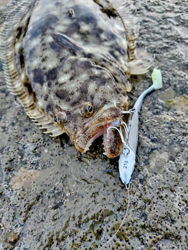 ヒラメの釣果