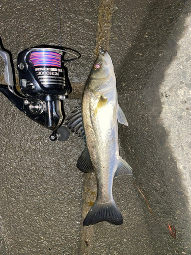 フッコ（マルスズキ）の釣果