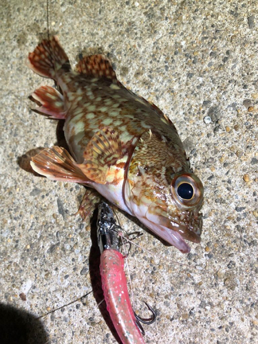 カサゴの釣果