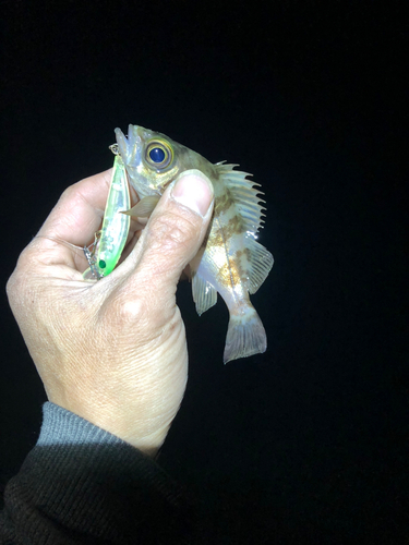 シロメバルの釣果