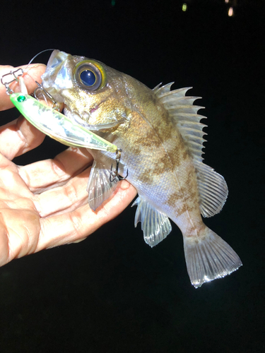 シロメバルの釣果