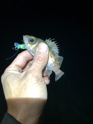 シロメバルの釣果