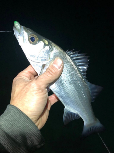 セイゴ（ヒラスズキ）の釣果