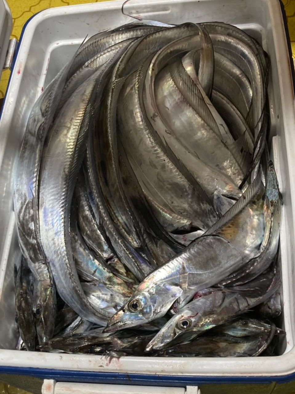 アングラー13993089さんの釣果 2枚目の画像